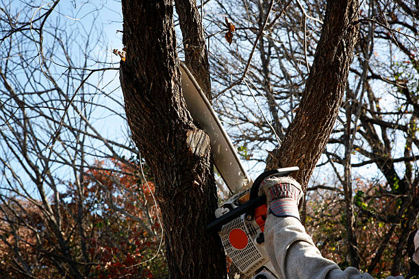 How Our Tree Care Process Works  in  Blountsville, AL